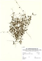 藏品(山桔梗)的圖片